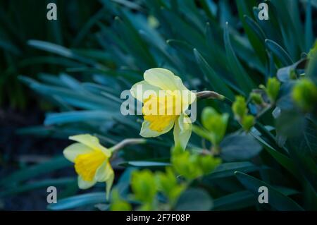 Bello delicato, singolo petalo giallo fiore daffodil. Closeup di narcisi in fiore gialle su sfondo sfocato Foto Stock