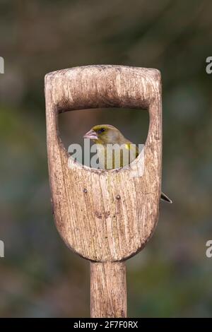 Verdino maschio (Chloris chloris), appollaiato su un manico di forchetta da giardino, Dorset Regno Unito Foto Stock