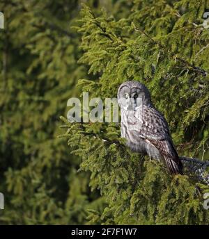 Grande gufo grigio, Strix nebulosa seduta in foresta di abete rosso Foto Stock