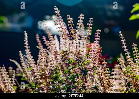 Tulsi , fiori di basilico santo (Ocimum tenuiflorum) nel giardino. Foto Stock