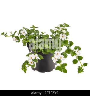 Bacopa monnieri, il nome comune hysssop acqua in vaso di fiori su sfondo bianco Foto Stock