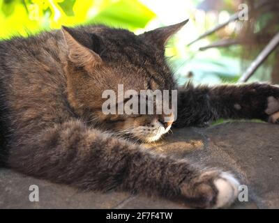 Ritratto di gatto mongrel a righe che dorme all'ombra sotto un cespuglio sul marciapiede. Foto di primo piano Foto Stock