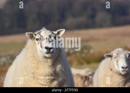 Croce pecore, Marbrack Farm, Castello Douglas, Scozia Foto Stock