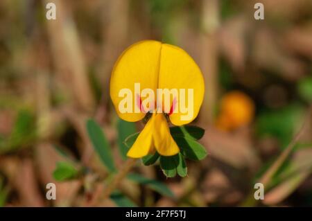 Primo piano di pegionwing asiatico, clitoria ternatea, Satara, Maharashtra, India Foto Stock