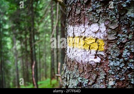 Segnavia escursionistico con strisce di colore giallo e bianco sulla corteccia dell'albero. Messa a fuoco selettiva su un contrassegno. Carpazi, Ucraina. Foto Stock