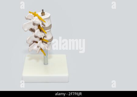 Modello plastico della colonna vertebrale umana per chirurgia in clinica. Modelli anatomici di articolazioni e nervi. Parte del modello artificiale della colonna lombare in ufficio di neurologia. Io Foto Stock