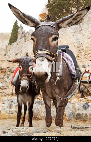 Asini a Lindos sull'isola di Rodi in Grecia. Gli animali sono utilizzati per trasportare i turisti attraverso la città da e per l'Acropoli di Lindian. Foto Stock