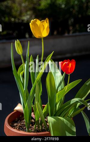 Tulipani gialli e rossi, Tulipa kaufmanniana Regel, in un vaso di terracotta sulla terrazza. Abruzzo, Italia, Europa Foto Stock