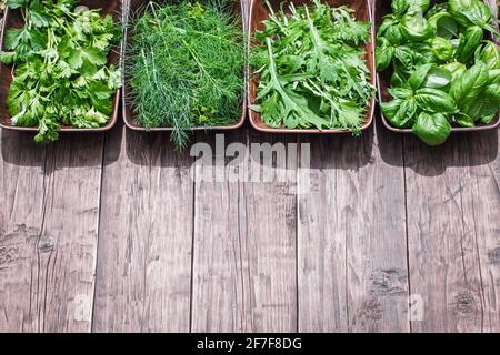 Basilico fresco, coriandolo, rucola e aneto su rustico tavolo di legno con spazio copia. Vista dall'alto Foto Stock