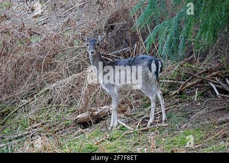 Femmina allow Deer nella Foresta di Dean UK Foto Stock