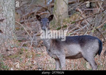 Femmina allow Deer nella Foresta di Dean UK Foto Stock