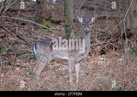 Femmina allow Deer nella Foresta di Dean UK Foto Stock
