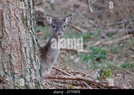 Femmina allow Deer nella Foresta di Dean UK Foto Stock