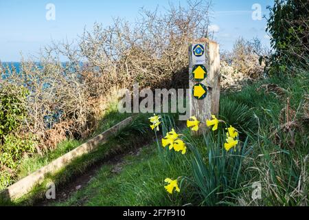 Wales sentiero costiero segno con Daffodils giallo in primavera. Bennlech, Isola di Anglesey, Galles, Regno Unito, Gran Bretagna Foto Stock