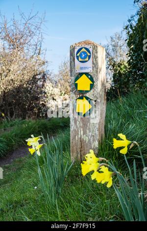 Wales sentiero costiero segno con Daffodils giallo in primavera. Bennlech, Isola di Anglesey, Galles, Regno Unito, Gran Bretagna Foto Stock