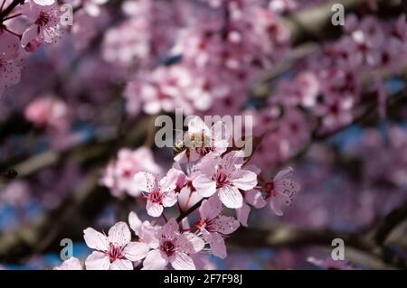 Ape su fiori rosa di prunus cerasifera prugna, raccolta nettare e miele, fioritura, piante da giardino. Foto Stock