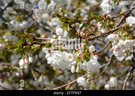 Grandi fiori bianchi profumati semi doppi del Prunus Shirotae Monte Fuji albero fiorito ciliegio Foto Stock