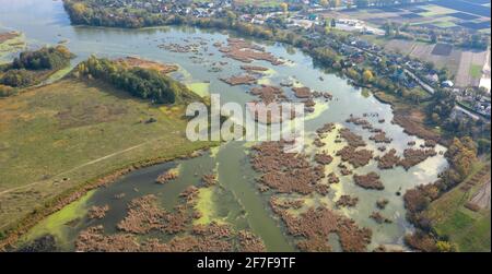 Un colpo di drone della superficie del fiume nel folto di gigli d'acqua. Il pittoresco fiume dalle acque limpide è adollato da piante selvatiche. Antenna Foto Stock