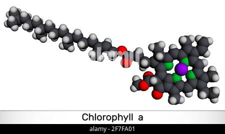 Clorofilla A, molecola di clorofilla. È pigmento fotosintetico usato nella fotosintesi ossigenata. Modello molecolare. Rendering 3D. Illustrazione 3D Foto Stock
