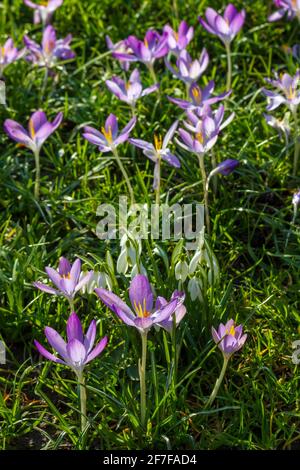 Crocus e nevicate in primavera in erba lunga Foto Stock
