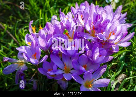 Un grappolo di fiori di crocus viola nel mese di febbraio Foto Stock