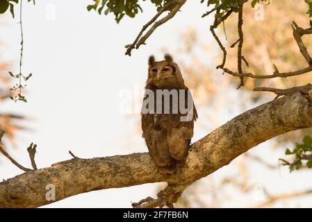 Un gigante o gufo dell'aquila di Verreaux riposa nei rami ombrosi di un albero della salsiccia. Il più grande gufo dell'Africa è un potente predatore di piccoli mammiferi e uccelli Foto Stock