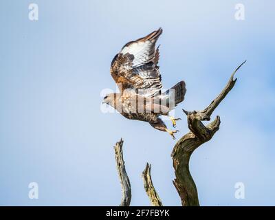 Buzzard comune che vola via dal persico Foto Stock