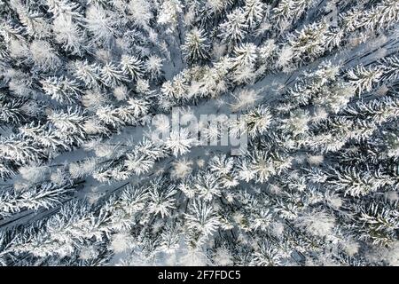 Vista aerea della natura invernale. Alberi coperto di brina. Paesaggio della foresta invernale con alberi innevati, vista dall'alto Foto Stock