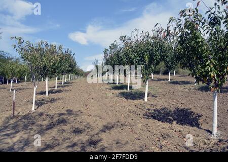 un frutteto con tronco albero bianco per prevenire danni roditori e con un cielo blu sullo sfondo Foto Stock