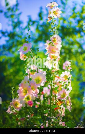 Fiori di malva color rosso cremisi con foglie verdi da vicino su uno sfondo sfocato. Foto Stock