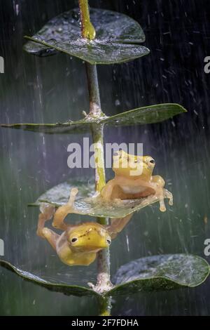 La rana dorata usa il suo peso per aiutare a tirarsi fino al suo amico. BEKSAI, INDONESIA: ADORABILI immagini hanno catturato il momento due sorridenti f d'oro Foto Stock