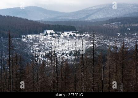 Bad Harzburg, Germania. 07 aprile 2021. Vista sulla foresta di abete rosso dell'Eckertal nel Parco Nazionale di Harz. Credit: Swen Pförtner/dpa/Alamy Live News Foto Stock