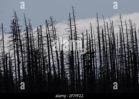 Bad Harzburg, Germania. 07 aprile 2021. Le nuvole si possono vedere dietro alberi morti di abete rosso nel Parco Nazionale di Harz. Credit: Swen Pförtner/dpa/Alamy Live News Foto Stock