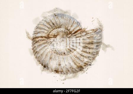 Fossile di Ammonite. Ammonite jurassica. Spirale Fibonacci. Illustrazione acquerello. Foto Stock