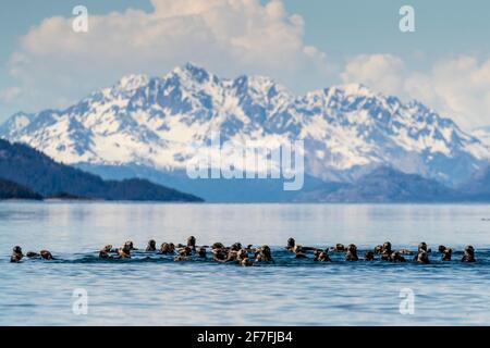 Lontre marine (Enhyla lutris), nel gruppo dell'isola di Beardslee nel Parco Nazionale di Glacier Bay, Sito Patrimonio dell'Umanità dell'UNESCO, Alaska sudorientale, Stati Uniti Foto Stock