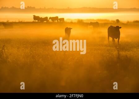 Bestiame bovino al pascolo all'alba, Elmley Marshes National Nature Reserve, North Kent Marshes, Isola di Sheppey, Kent, Inghilterra, Regno Unito, Europa Foto Stock