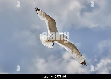 A Kittiwake (Rissa tridactyla), sorvolando Staple Island, Farne Islands, Northumberland, Inghilterra nordorientale, Regno Unito, Europa Foto Stock