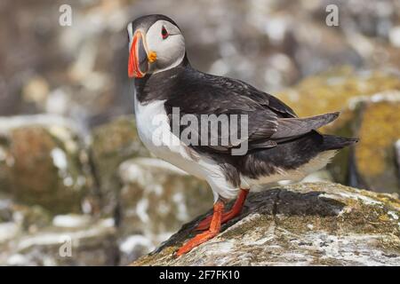 Un ritratto di un Puffin Atlantico (Fratercla arctica), sull'isola di Staple, Isole Farne, Northumberland, Inghilterra nordorientale, Regno Unito, Europa Foto Stock