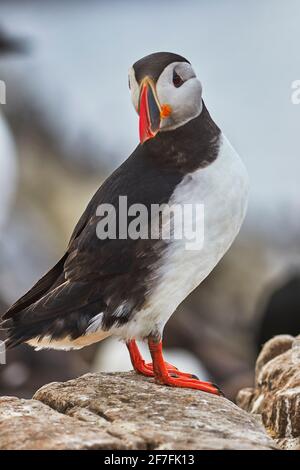 Un ritratto di un Puffin Atlantico (Fratercla arctica), Staple Island, Farne Islands, Northumberland, Inghilterra nordorientale, Regno Unito, Europa Foto Stock