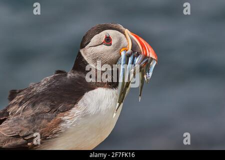 Un Puffin Atlantico (Fratercla arctica), che trasporta anguille di sabbia, Staple Island, Isole Farne, Northumberland, Inghilterra nord-orientale, Regno Unito, Europa Foto Stock
