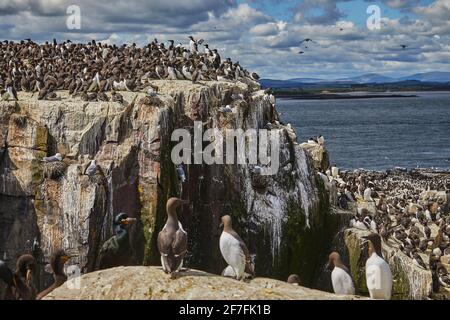 Folle di Guillemots (Uria aalge), sull'isola di Staple, nelle Isole Farne, Northumberland, Inghilterra nordorientale, Regno Unito, Europa Foto Stock