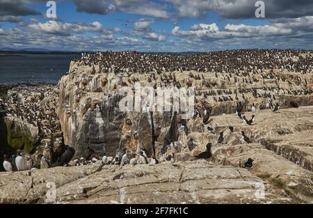 Folle di Guillemots (Uria aalge), sull'isola di Staple, nelle Isole Farne, Northumberland, Inghilterra nordorientale, Regno Unito, Europa Foto Stock