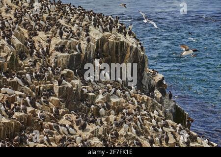 Folle di Guillemots (Uria aalge), sull'isola di Staple, nelle Isole Farne, Northumberland, Inghilterra nordorientale, Regno Unito, Europa Foto Stock