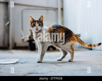 il gattino sporco mangia da un piatto sulla strada an camera abbandonata Foto Stock