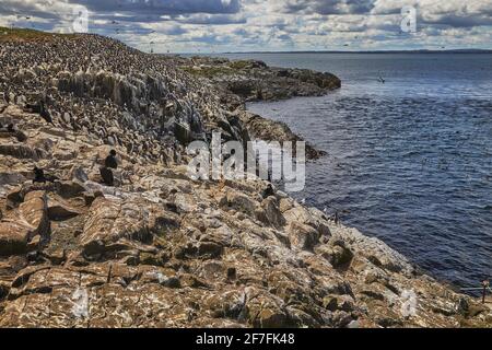 Folle di Guillemots (Uria aalge), sull'isola di Staple, nelle Isole Farne, Northumberland, Inghilterra nordorientale, Regno Unito, Europa Foto Stock