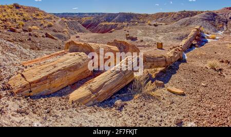 Uno dei pochi alberi pietrificati quasi intatti, l'Onyx Bridge nel Petrifified Forest National Park, Arizona, Stati Uniti d'America, Nord America Foto Stock