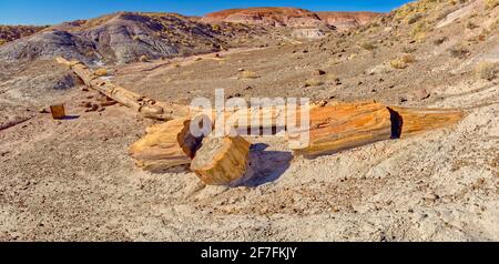 Uno dei pochi alberi pietrificati quasi intatti, l'Onyx Bridge nel Petrifified Forest National Park, Arizona, Stati Uniti d'America, Nord America Foto Stock