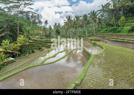 Terrazze di riso allagate nella giungla, Bali, Indonesia, Sud-est asiatico, Asia Foto Stock