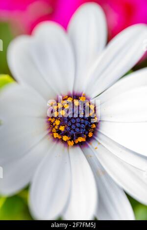 Immagine ravvicinata dell'osteospermo con petali bianchi Foto Stock
