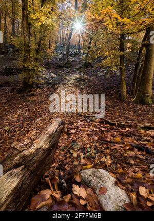 Colori autunnali in un bosco con un sole scoppiato tra gli alberi, Veneto, Italia, Europa Foto Stock